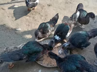 Ducks — foto 1