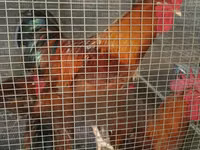 Chickens — foto 2