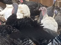 Turkeys — акс 1