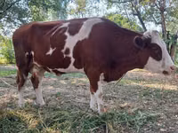Ko, Simmental cattle — foto 2