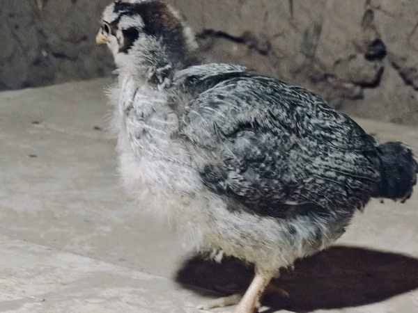 Chickens