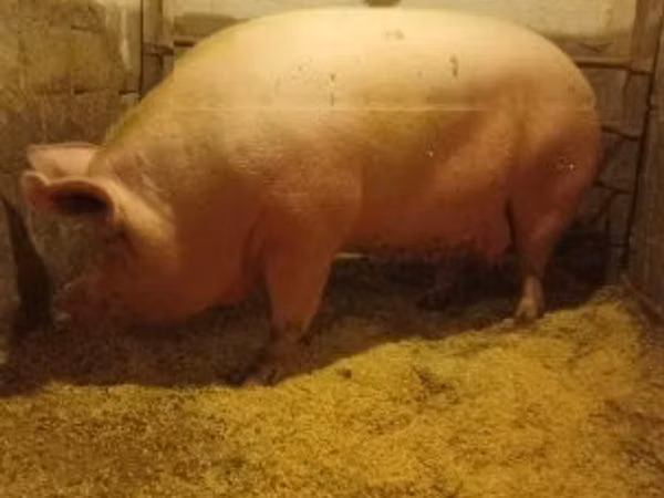 Säue, Schweine — Ungarn