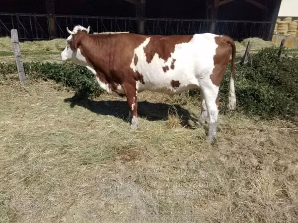 Cow, Montbéliarde