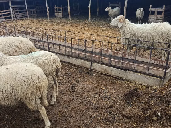 Ram, Sheep — Moldova