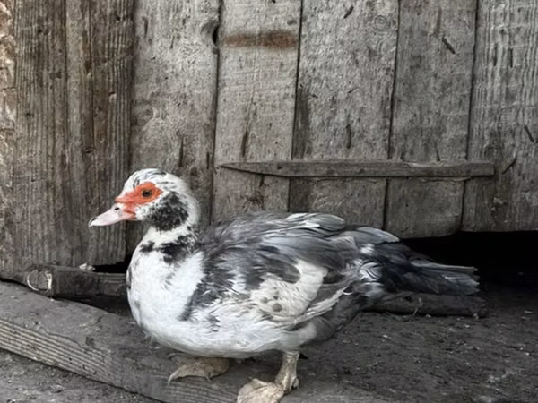 Ducks — আজারবাইজান