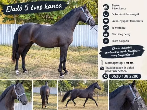 Mare, Nonius horse — Hungary
