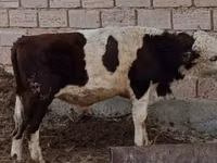 Бух, Simmental cattle — 2 зураг