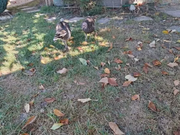 Turkeys — Hungary