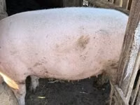 Scrofa — foto 2