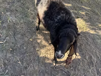 Ram, Sheep — photo 3