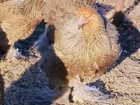 Brahma — foto 1