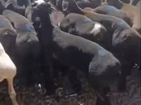 Kambing jantan, Sheep — foto 2