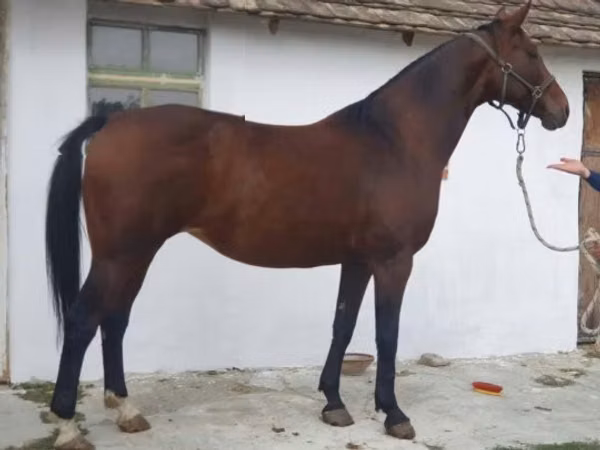Бээ, Аттар