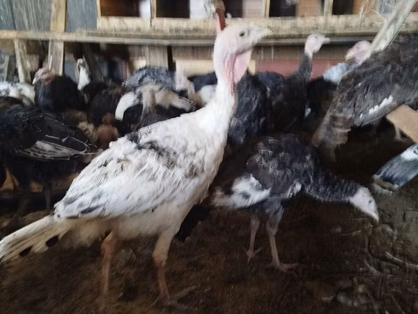 Turkeys — Kyrgyzstan