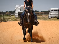 Koń, Quarter Horse — zdjęcie 4