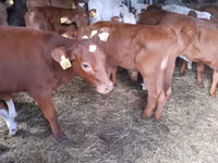Boğa, Simmental cattle — foto 2