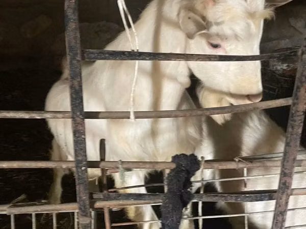 Geit, Dutch Landrace goats
