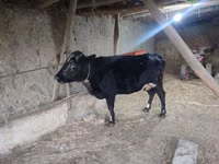 Cow, Cattle — photo 2