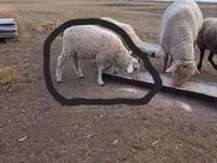 Vædder, White Suffolk sheep — foto 3