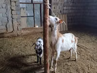 Kozel, Nubian Goat — foto 4
