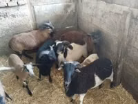 میش, Cameroon sheep — عکس 2