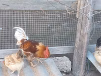 Chickens — عکس 1