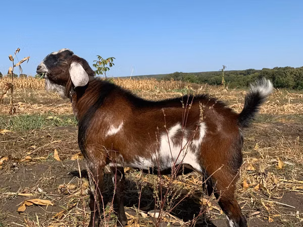 Ram, Sheep — Moldova