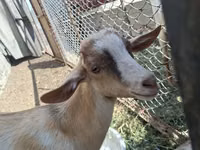 Buk, Alpine goat — foto 1