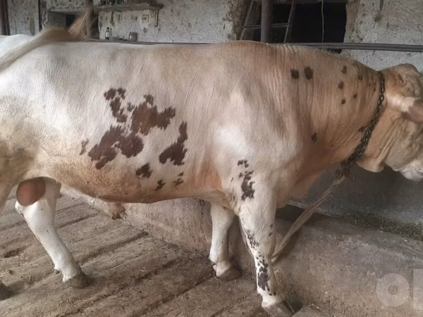 Bull, Simmental cattle