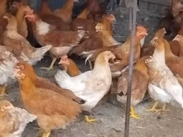 Chickens — مجارستان