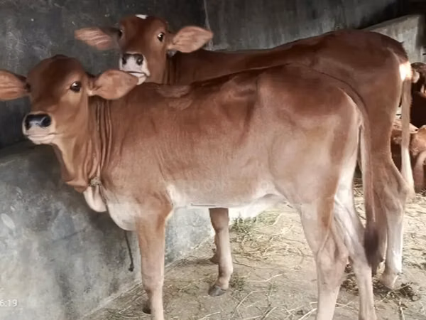 Ko, Brahman — Bangladesh