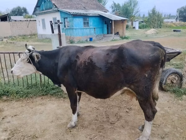 Cow, Russian Black pied cattle — Kyrgyzstan