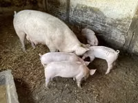 Babi betina — foto 3