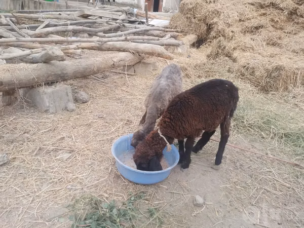 Sheep (batch, sex not specified), Sheep