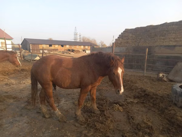 Horse (M), Soviet Heavy draft — Kazakhstan