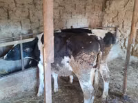 Cow, Holstein breed — photo 3