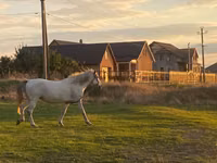 Mare, Horses — photo 1