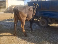 گاو ماده, گاو — عکس 1