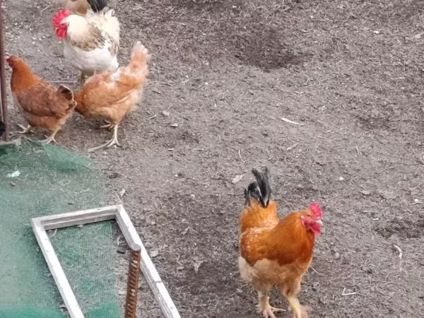 Chickens — ارمنستان
