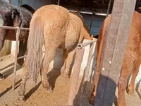Horse (M), Horses — photo 2