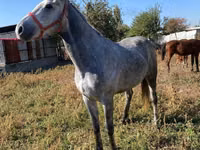اسب نر, اسب — عکس 5