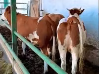 بقرة, Simmental cattle — الصورة 1