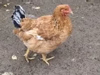 gallina danesa — foto 7
