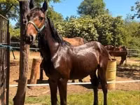 Mare, Nonius horse — photo 1
