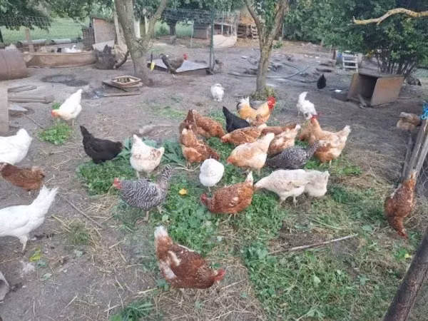 Chickens