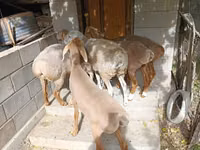 Sheep, Arashan sheep — photo 1