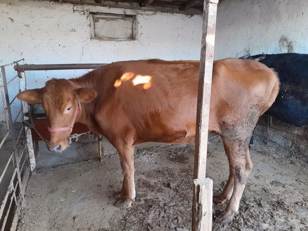 Cow, Red Estonian cattle