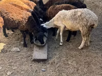 قوچ, گوسفند — عکس 2