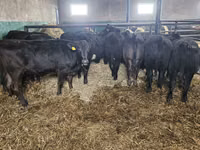 Cow, Aberdeen-Angus — photo 1