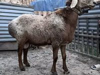 Ram, Arashan sheep — photo 1